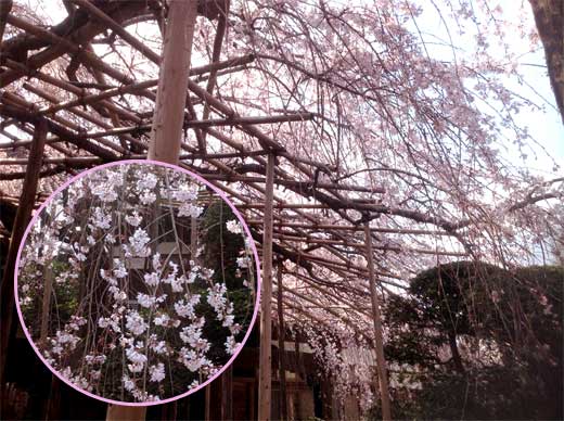 樹齢百年以上のしだれ桜